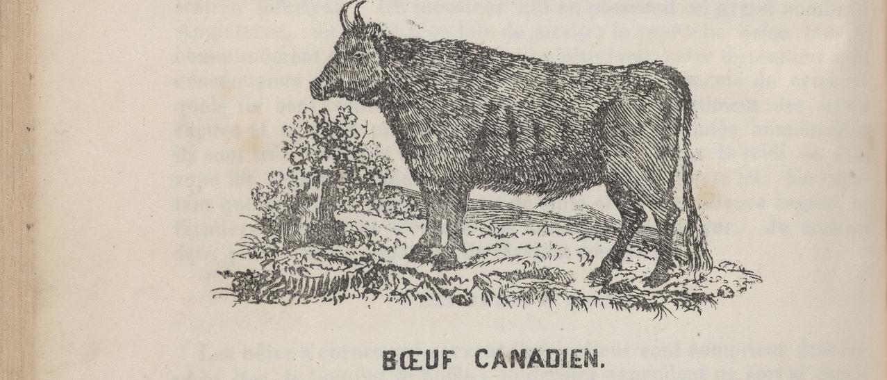 Gravure d'un boeuf canadien et d'une vache canadienne par William Evans