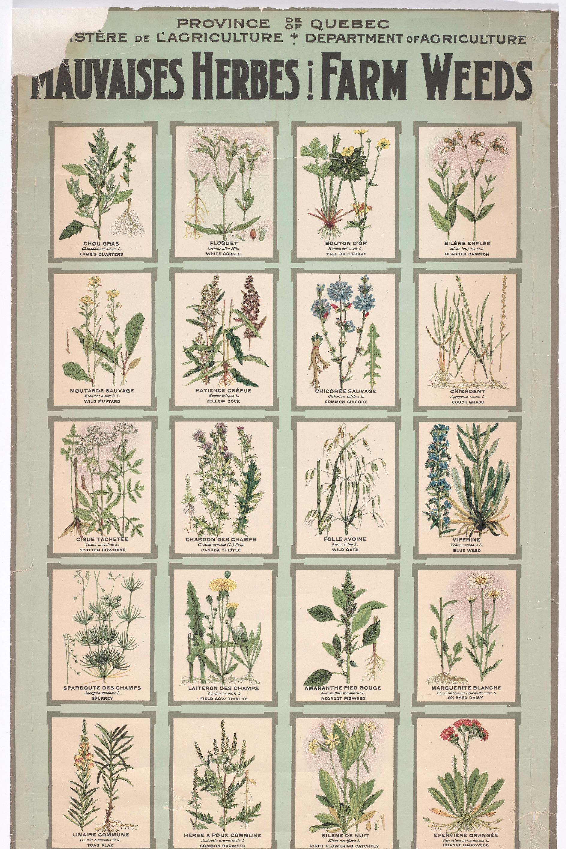 Illustration ancienne de plantes du Québec