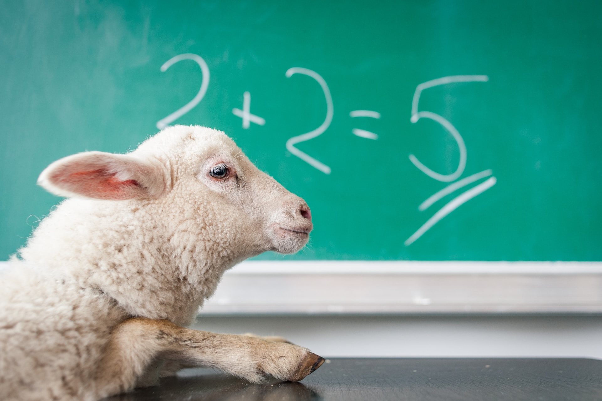 Mouton devant un tableau vert sur lequel est écrit : 2 plus 2 égal 5.