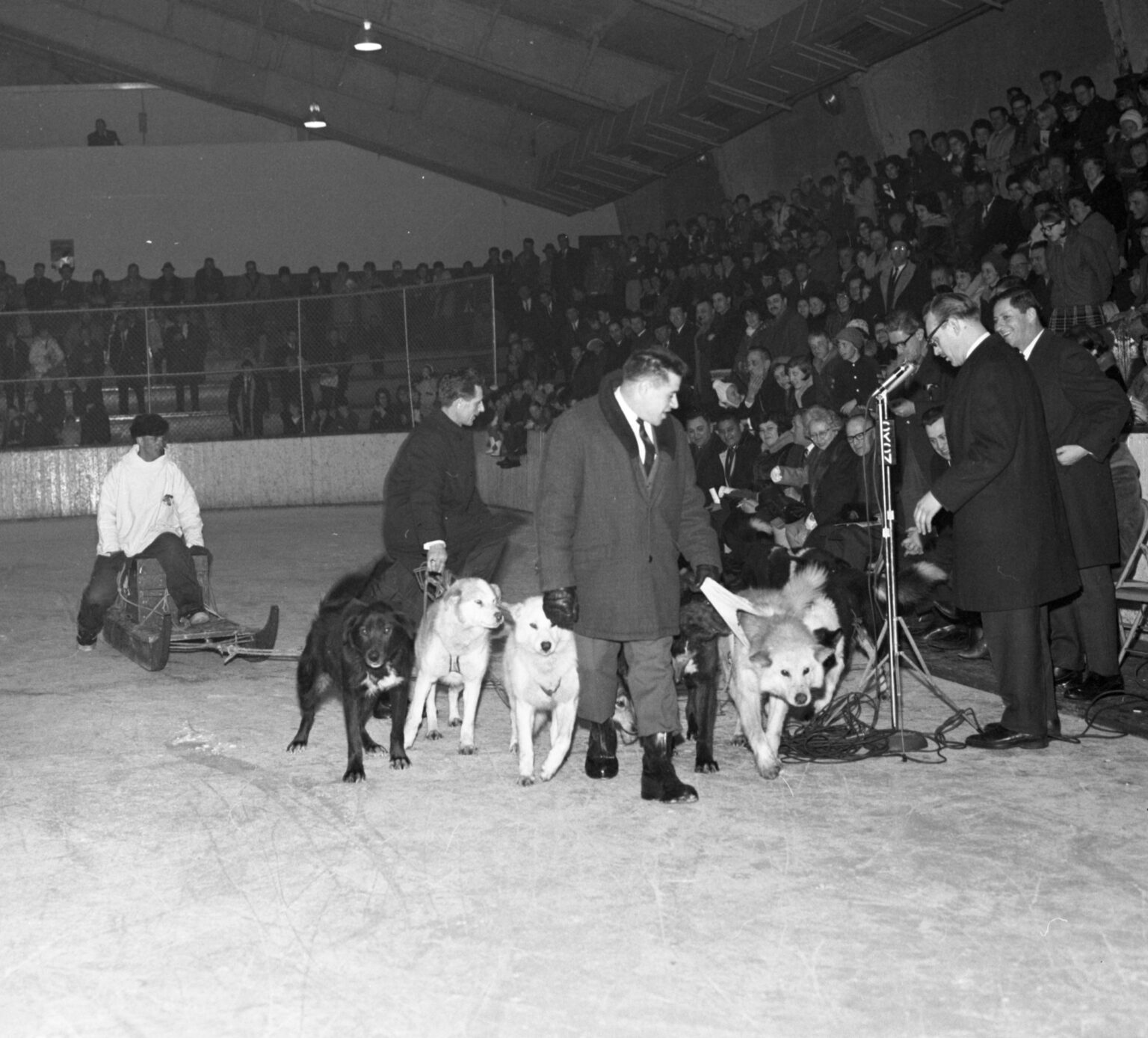 Leslie Chubbs et son attelage de chiens au Palais des sports de Sept-Îles, mars 1967.