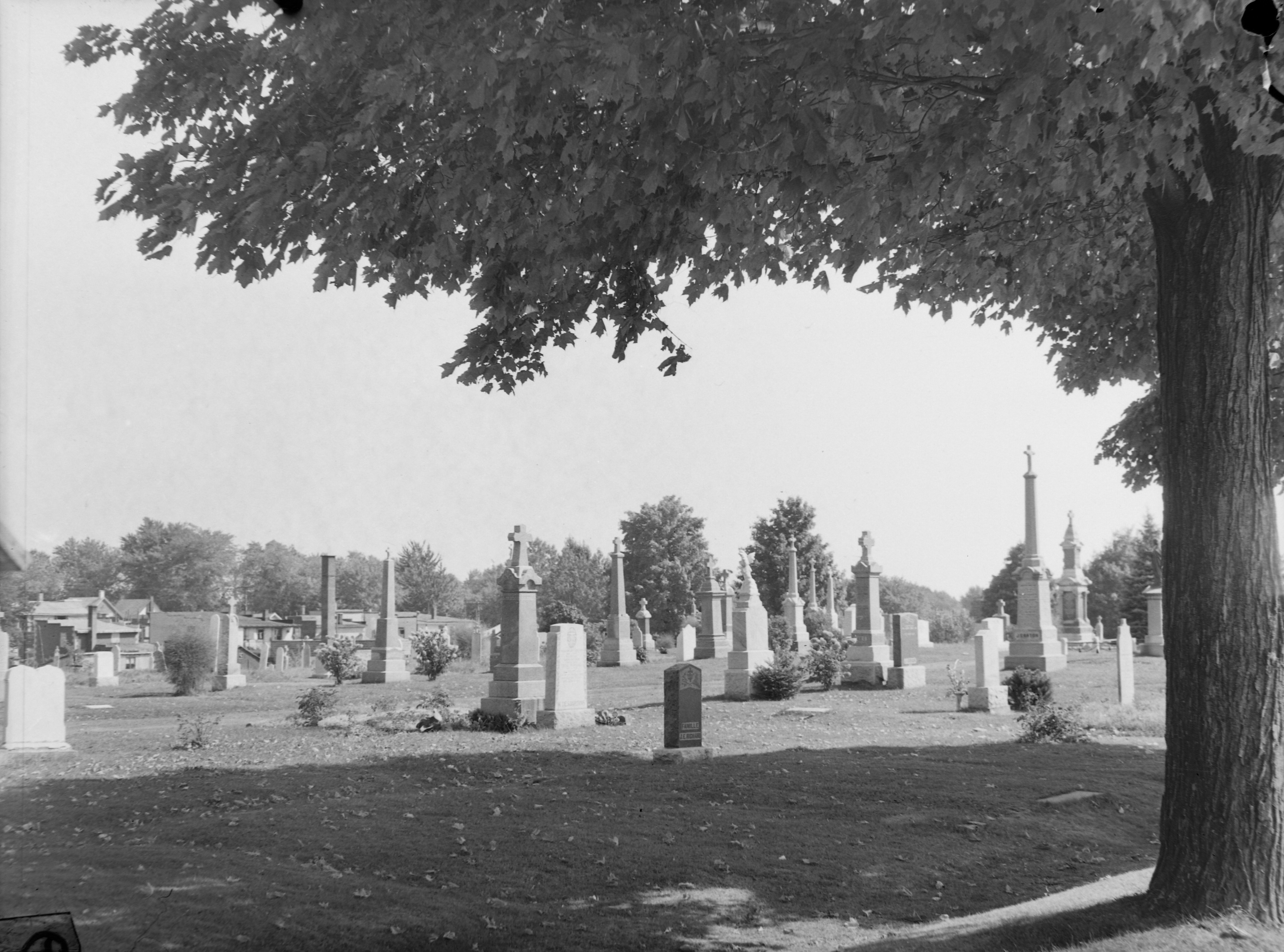 Photographie en noir et blanc prise en 1948. Vue du cimetière Sainte-Thérèse avec un arbre feuillu à l'avant plan