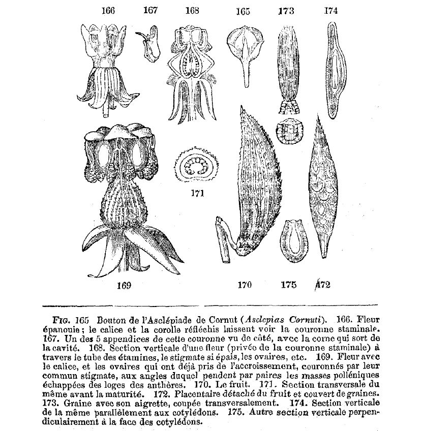 Bouton de l'asclépiade de Cornut
