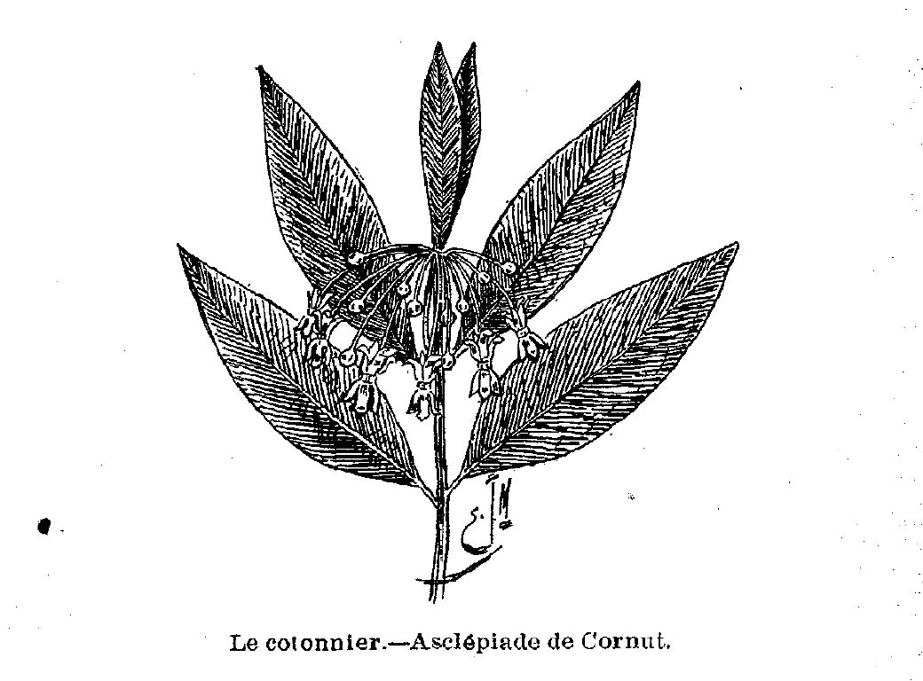 Dessin de l'asclépiade de Cornut