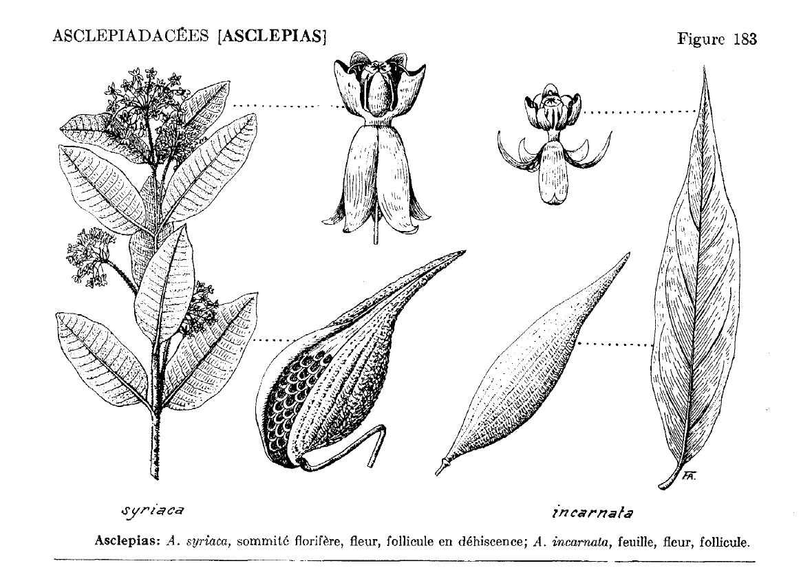 Dessin des asclepiadacées