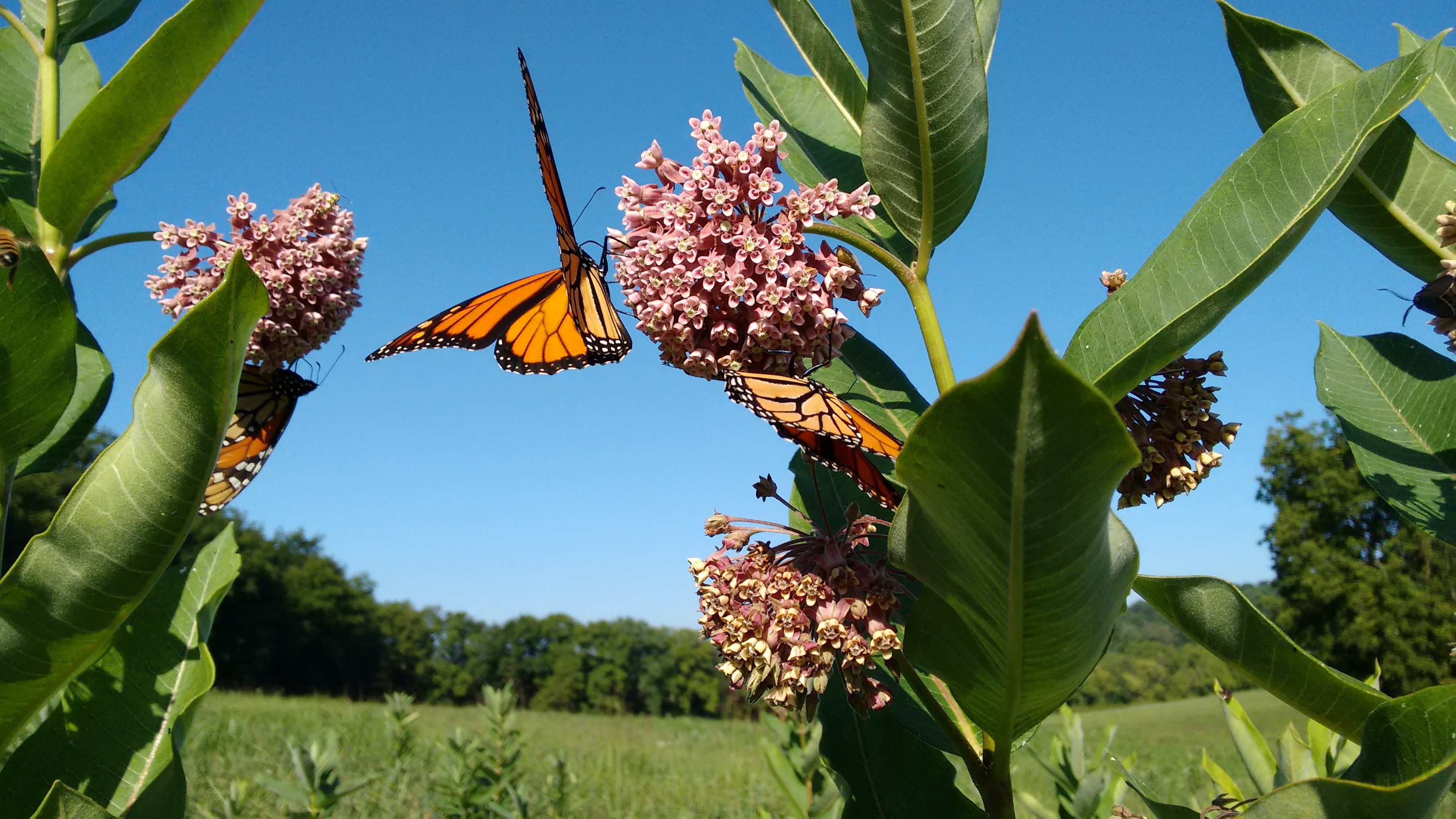 Papillons monarques sur une plante asclépiade