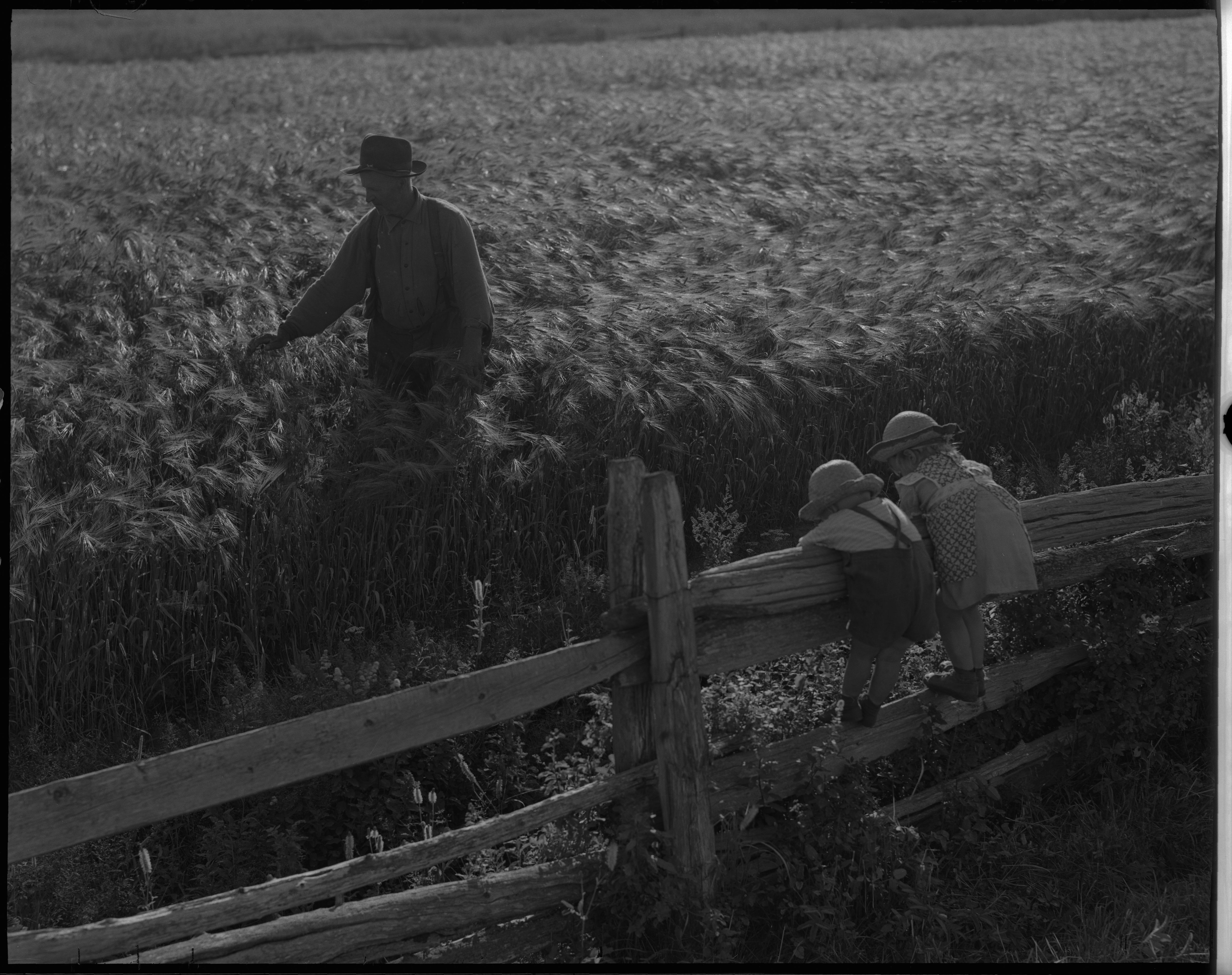 Deux enfants observent un homme dans un champ d'orge