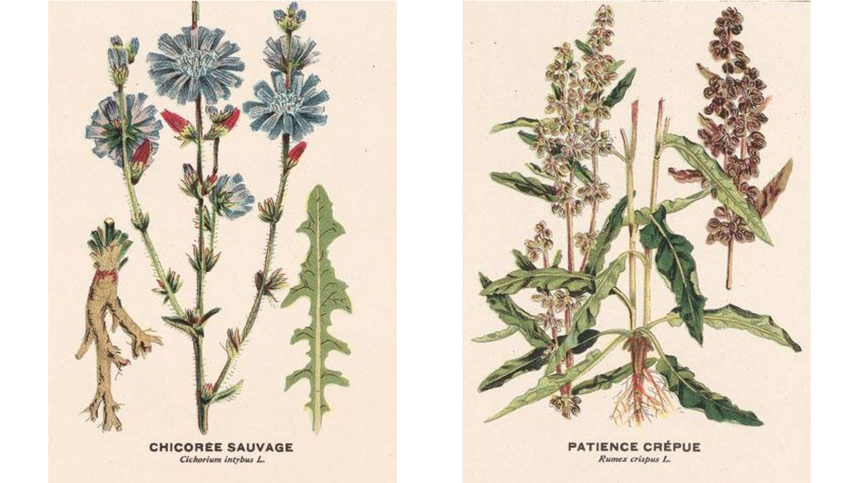 Chicorée sauvage, Cichorium intybus: bienfaits et utilisations