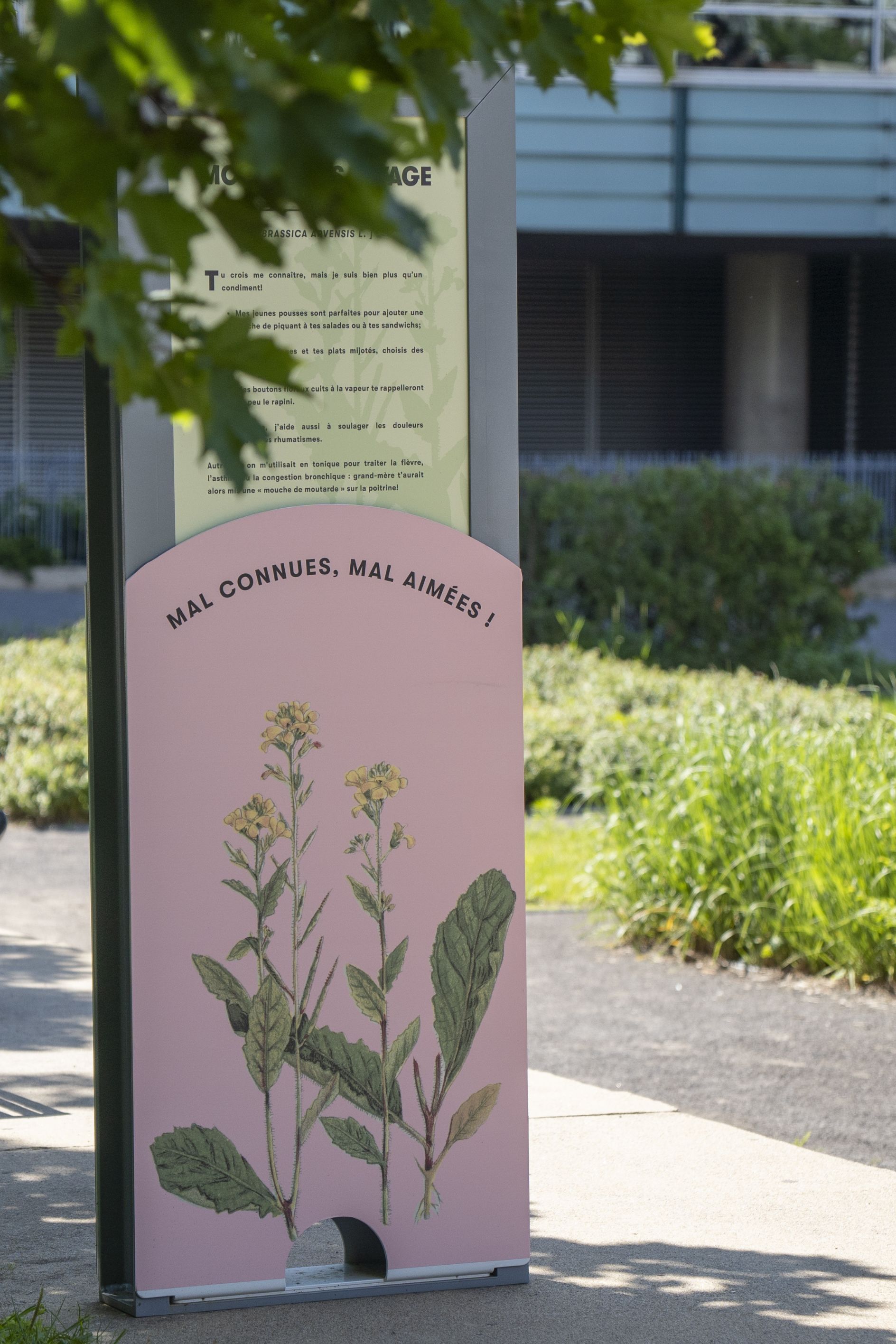 Photo de l'installation "Mauvaises Herbes" dans le Jardin d'Art de la Grande Bibliothèque