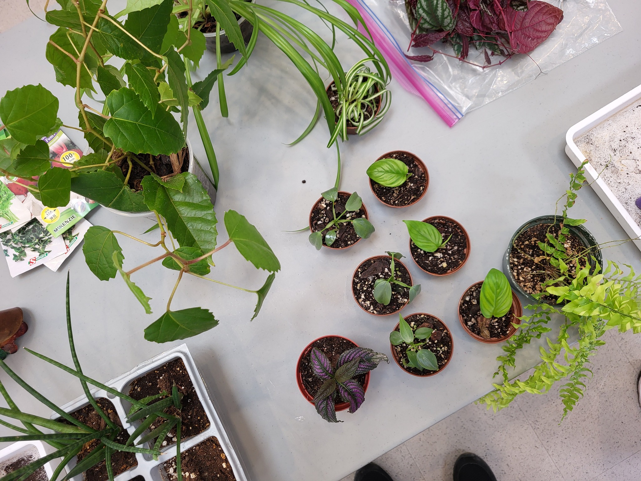 Boutures de plantes sur une table, vues de haut.