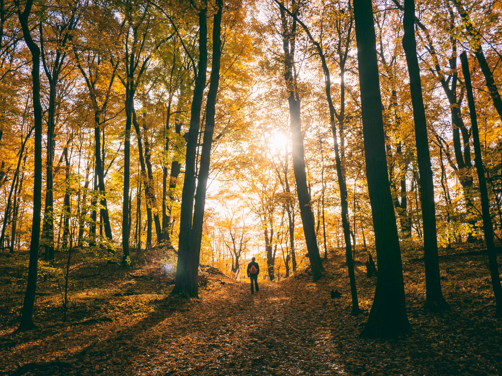 Randonneur dans une forêt de feuillus en automne.