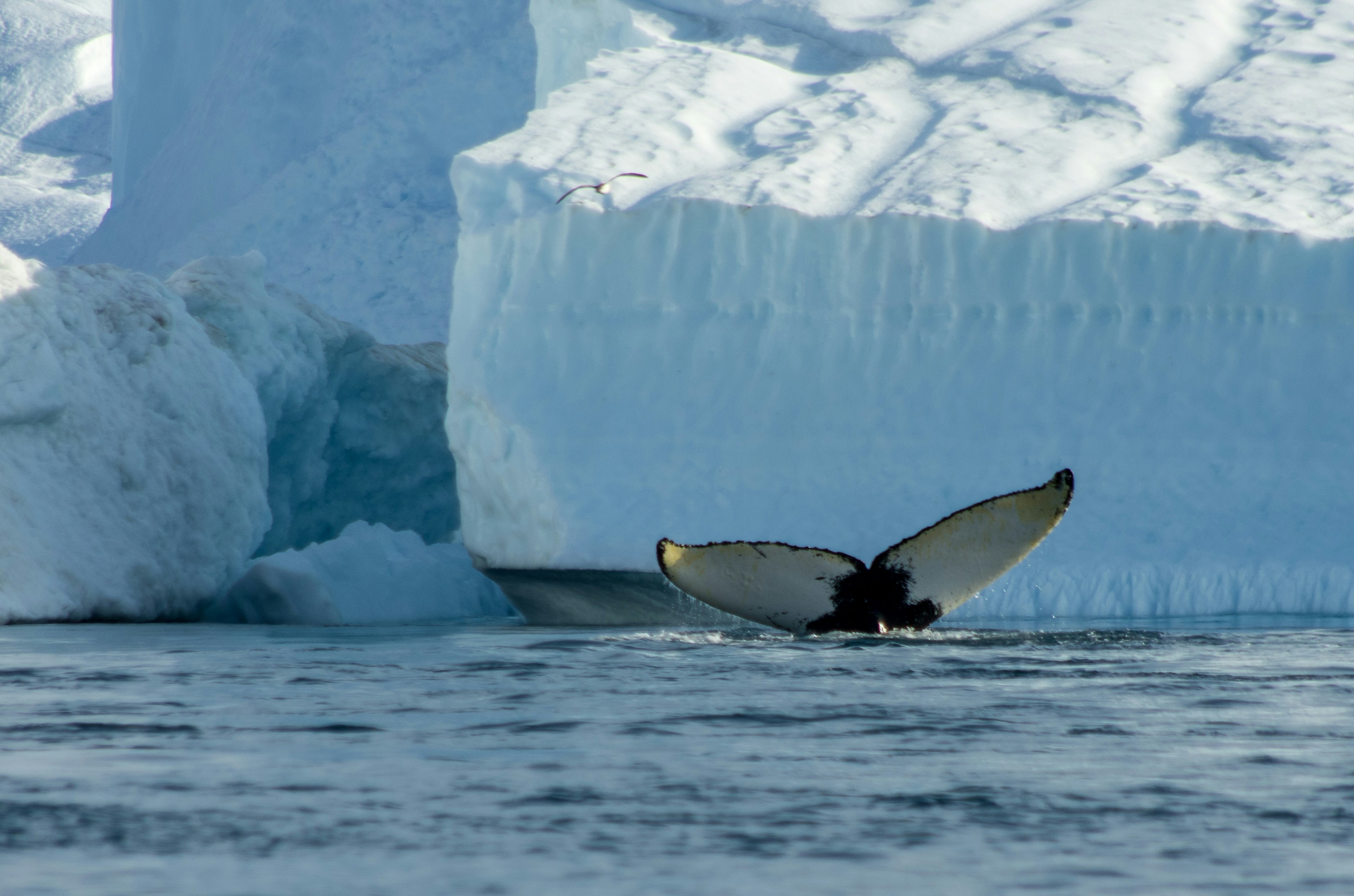 Photo d'une queue de baleine émergeant de la mer devant un iceberg.