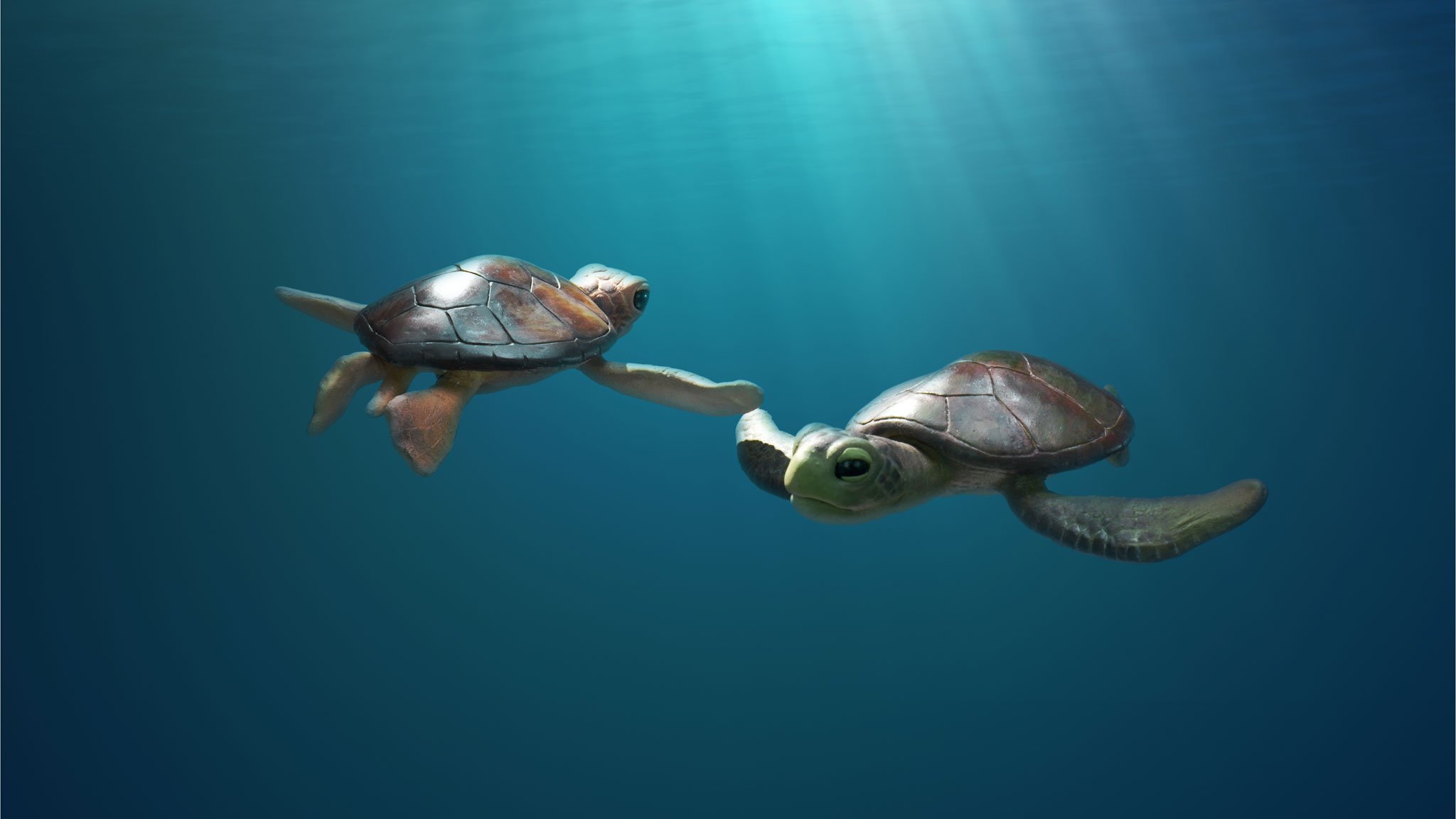 Deux tortues sous l’eau.