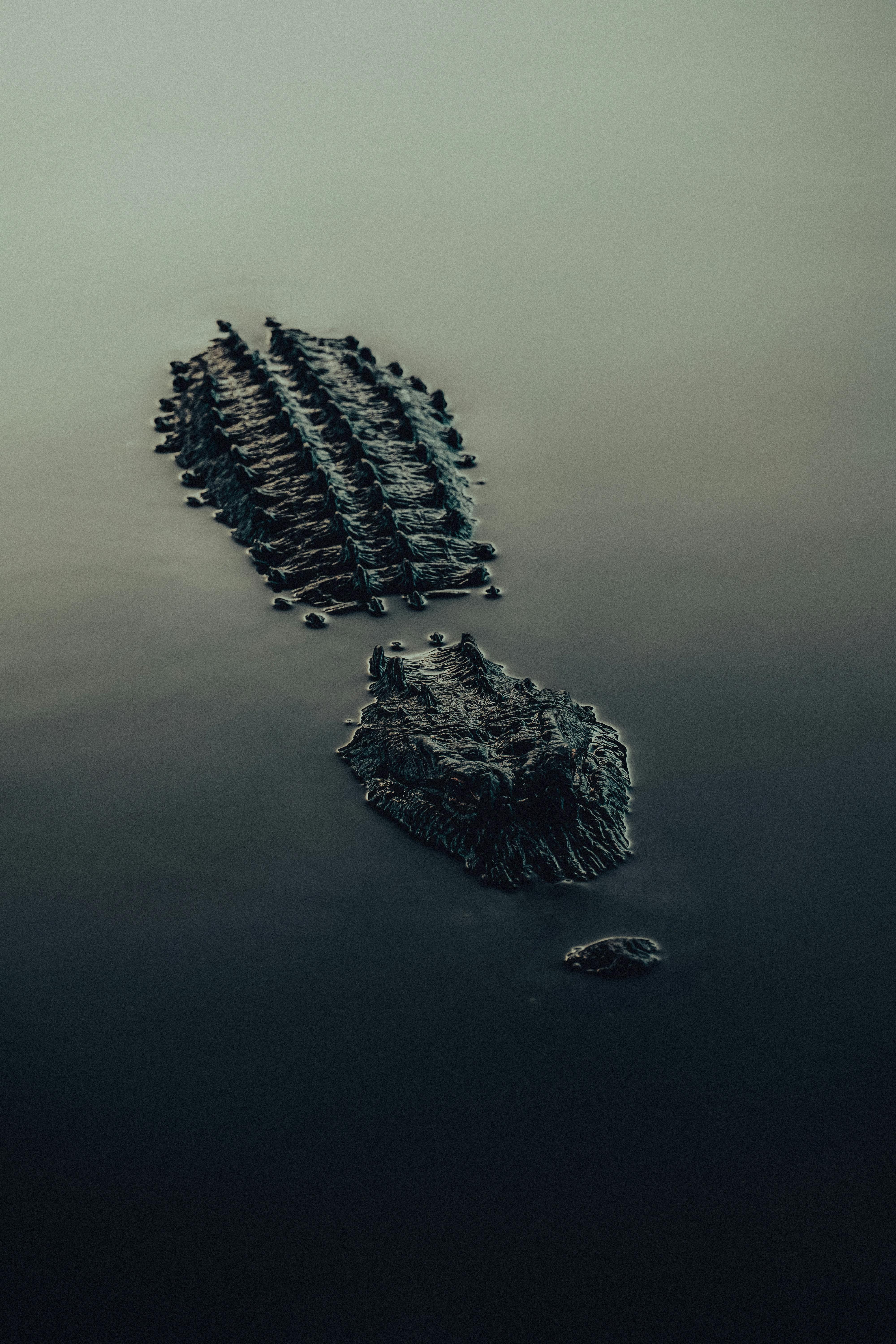 Crocodile furtif