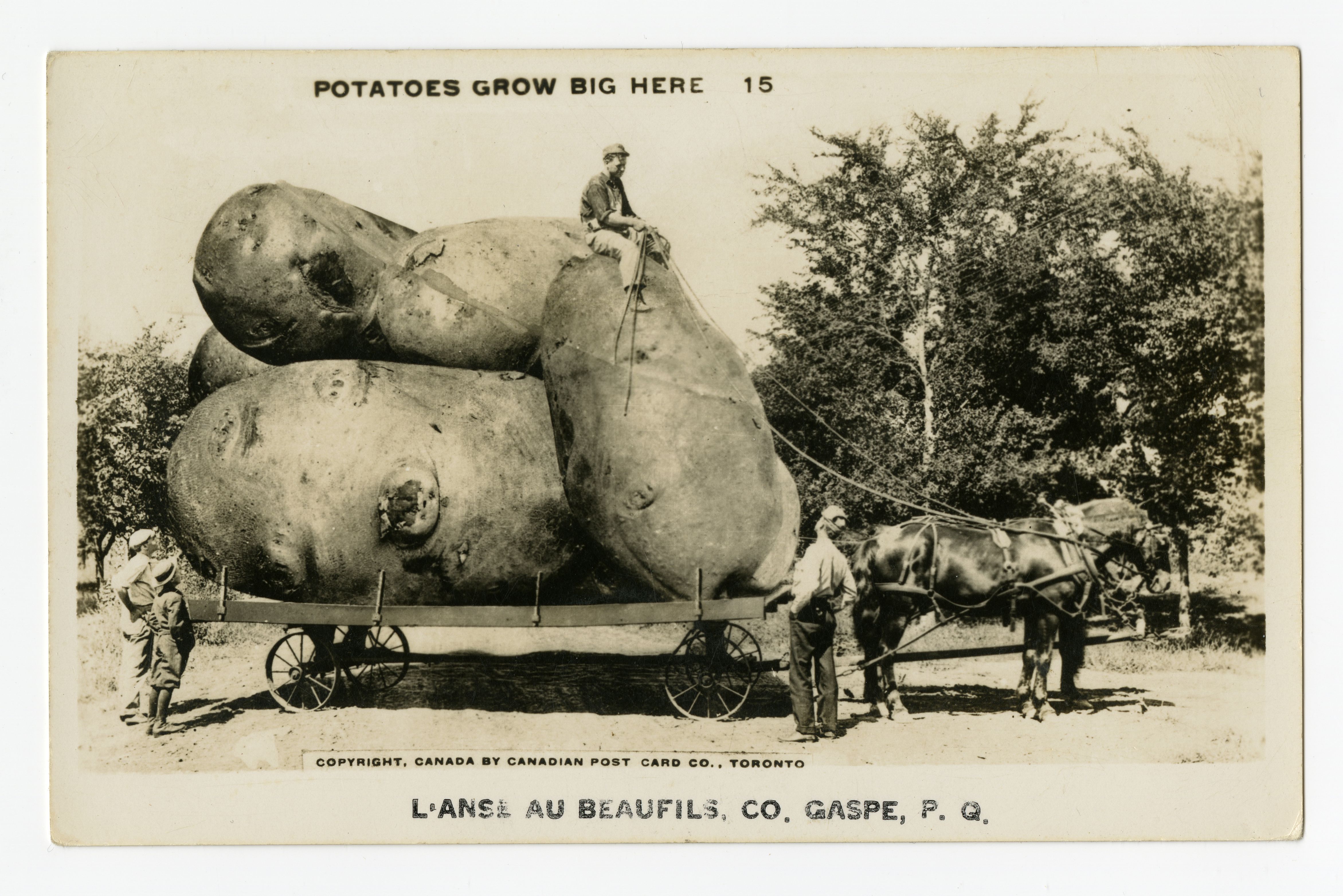 Des patates géantes se trouvent sur une charrette tirée par des chevaux. Un homme est assis sur une des pommes de terre sous le regard amusé de quelques curieux.