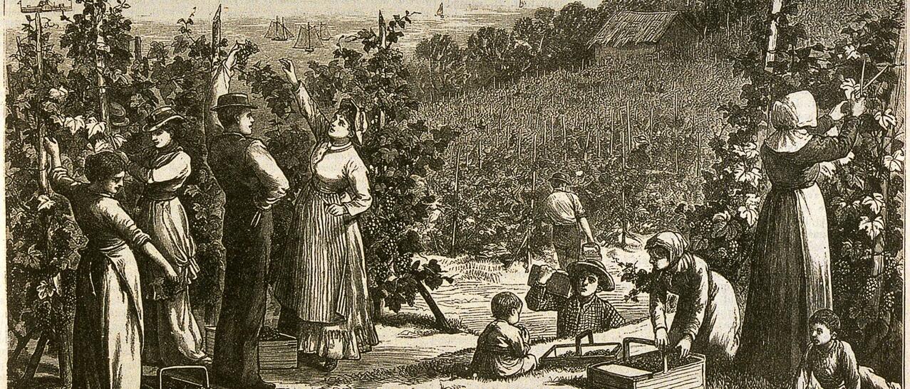 Hommes, femmes et enfants récoltant les raisins