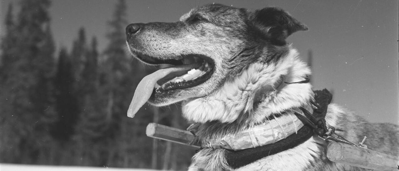 Un chien de traîneaux avec son attelage.
