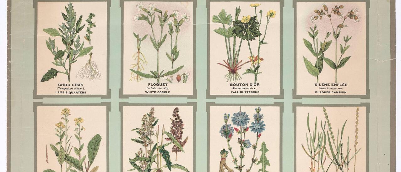 Illustration ancienne de plantes du Québec