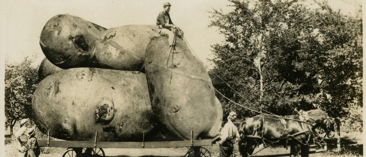 Des patates géantes se trouvent sur une charrette tirée par des chevaux. Un homme est assis sur une des pommes de terre sous le regard amusé de quelques curieux.