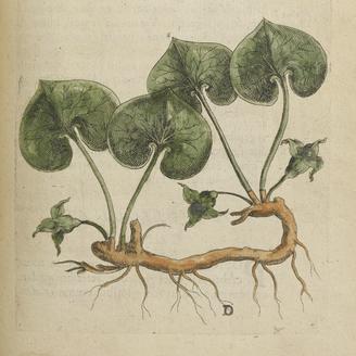 Canadensium plantarum historia