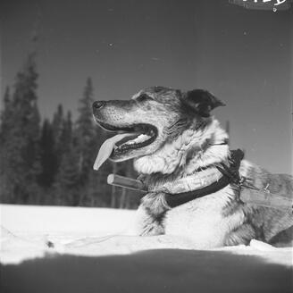 Un chien de traîneaux avec son attelage. 