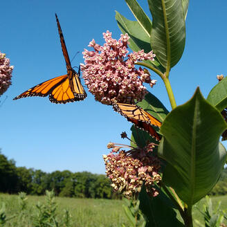 Papillons monarques sur une plante asclépiade