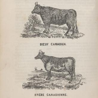 Gravure d'un boeuf canadien et d'une vache canadienne par William Evans