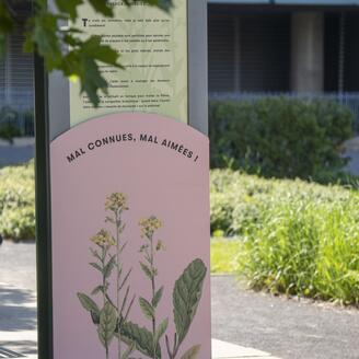 Photo de l'installation "Mauvaises Herbes" dans le Jardin d'Art de la Grande Bibliothèque