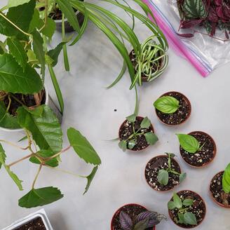 Boutures de plantes sur une table, vues de haut.