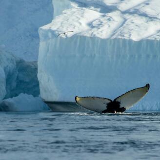 Photo d'une queue de baleine émergeant de la mer devant un iceberg.