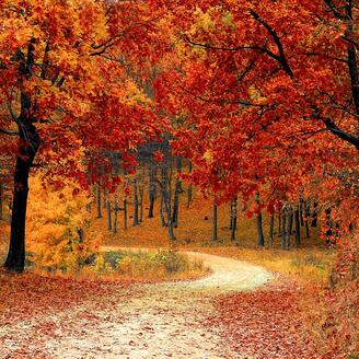 Paysage d'automne