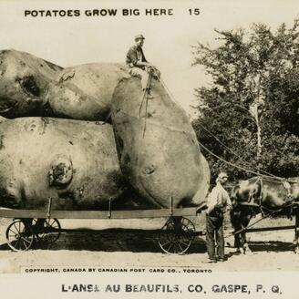Des patates géantes se trouvent sur une charrette tirée par des chevaux. Un homme est assis sur une des pommes de terre sous le regard amusé de quelques curieux. 