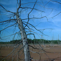 Arbres morts sur un site pollué,