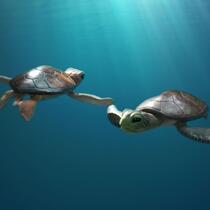 Deux tortues sous l’eau.