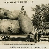 Des patates géantes se trouvent sur une charrette tirée par des chevaux. Un homme est assis sur une des pommes de terre sous le regard amusé de quelques curieux. 
